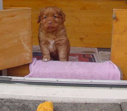 duke5wk.jpg