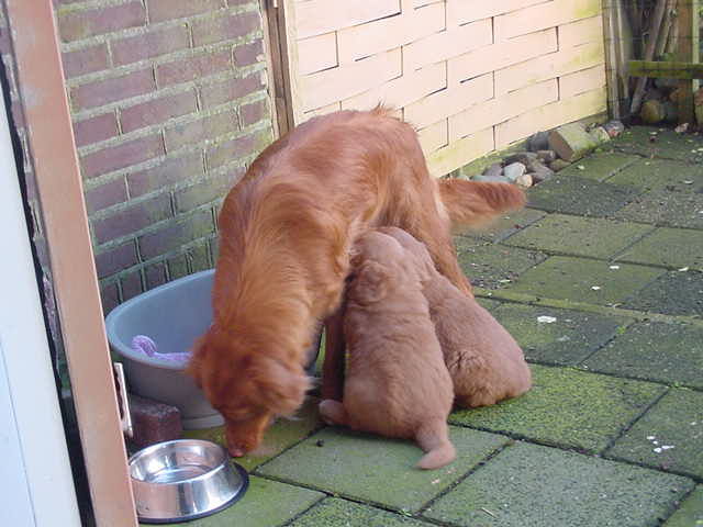liefjes.jpg