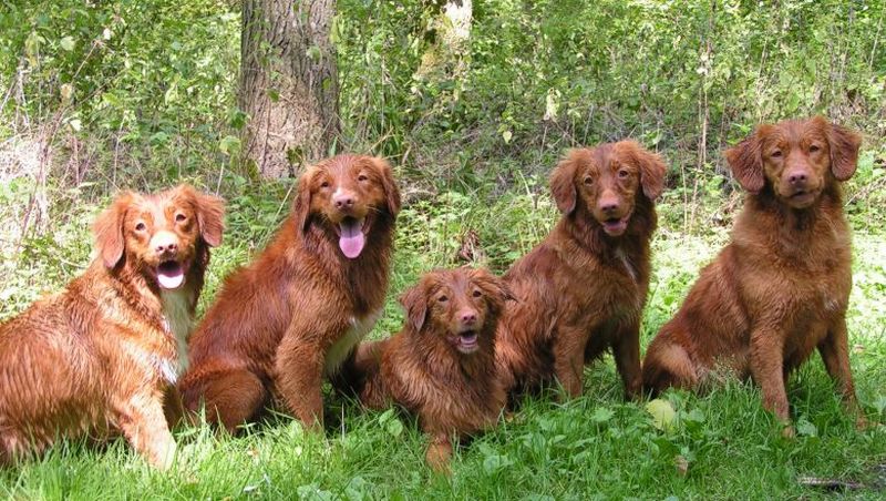 our5tollers.jpg